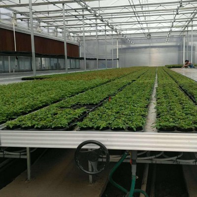 Greenhouse ABS Ebb And Flow Rolling Bench For Sale